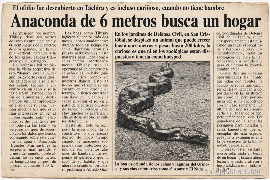 Tibisay busca hogar